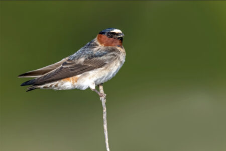 Cliff Swallow Perched