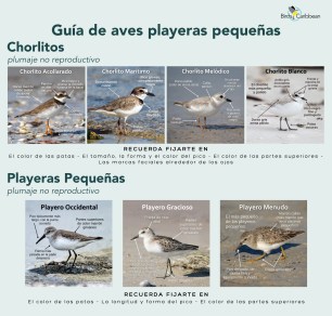 playeras Caribe-2