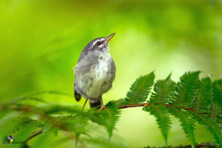 Plumbeous Warbler