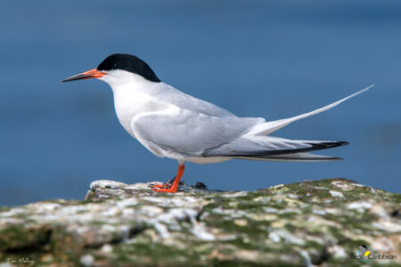 Roseate Tern in breeding plumage.