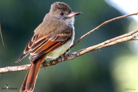 Rufous-tailed Flycatcher