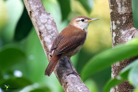 St. Vincent Wren