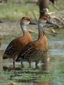 West Indian Whistling-Duck & Wetlands Conservation