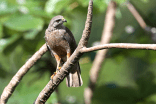 Photo of a Ridgway's Hawk perched on a branch.